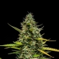 Preview: Blue Gelato Photo (Photoperiodic Indica)